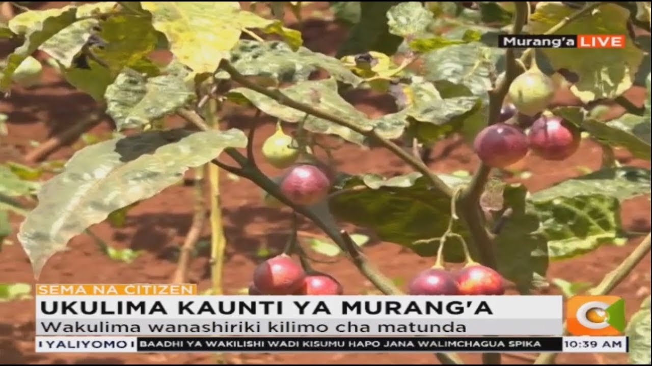 citizen tv live stream kenya Wakulima Murang'a waanza ukulima wa matunda licha ya uhaba wa maji