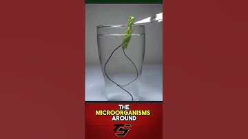 Praying mantis when put in water.#viral #unique #grasshopper #shortsviral #youtubeshorts