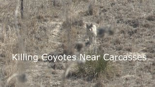 Carcus Coyote & Stalk & Call