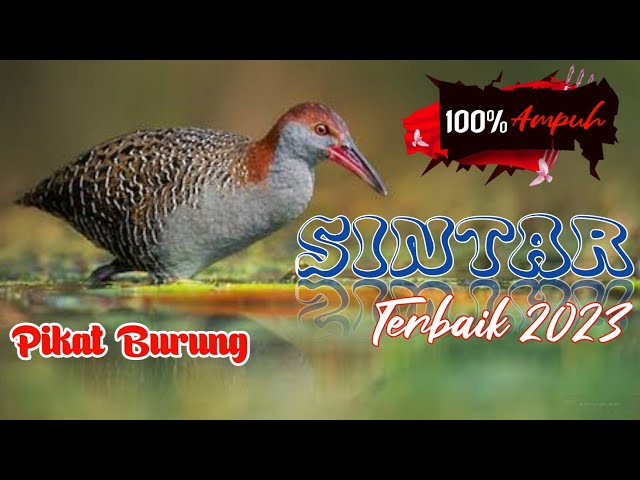 MP3 SUARA PIKAT BURUNG SINTAR TERBUKTI AMPUH 2023 class=