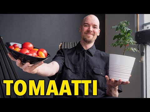 Video: Tomaatin täplikähtymishoito – Opi tomaattikasvien täplikähteestä