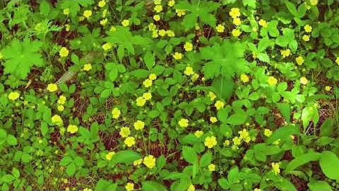 سورة ٱل عمران بصوت القارئ عماد المنصري