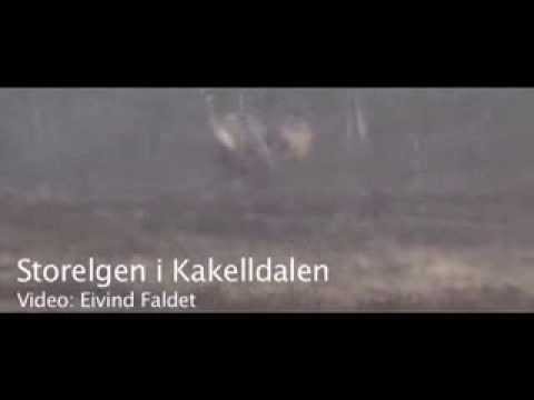 Eivind Faldet videofilmet denne gedigne bringen med et prektig 23-taggers gevir i Kakelldalen tirsdag 19. oktober 2010. Slaktevekta pÃ¥ elgen antas Ã¥ vÃ¦re pÃ¥ mer enn 300 kilo, hvilket regnes som stort i Folldal. Filmen viser elgen i det den legger an pÃ¥ pÃ¥ ei elgku.