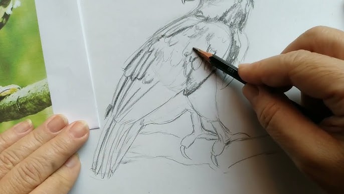 como desenhar capivara realista passo a passo em lápis de cor : 2 de 3 