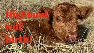 Bernadette finally had her baby! Highland calf birth!