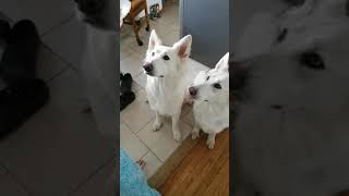 My best friend feeding my Berger Blanc Suisse Shepherds scrambled e...
