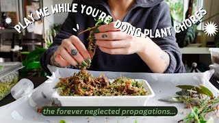 going through all of my propagation boxes + potting them up | minimal editing, long video