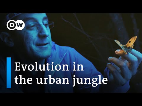 Nature's response to urban sprawl  | DW Documentary