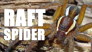 UK Raft spider - Dolomedes fimbriatus by bugsnstuff 2,903 views 1 year ago 7 minutes, 38 seconds