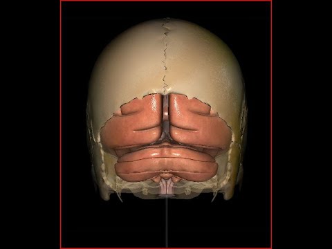 Neurologia: anatomia, fisiologia e patologia del CERVELLETTO