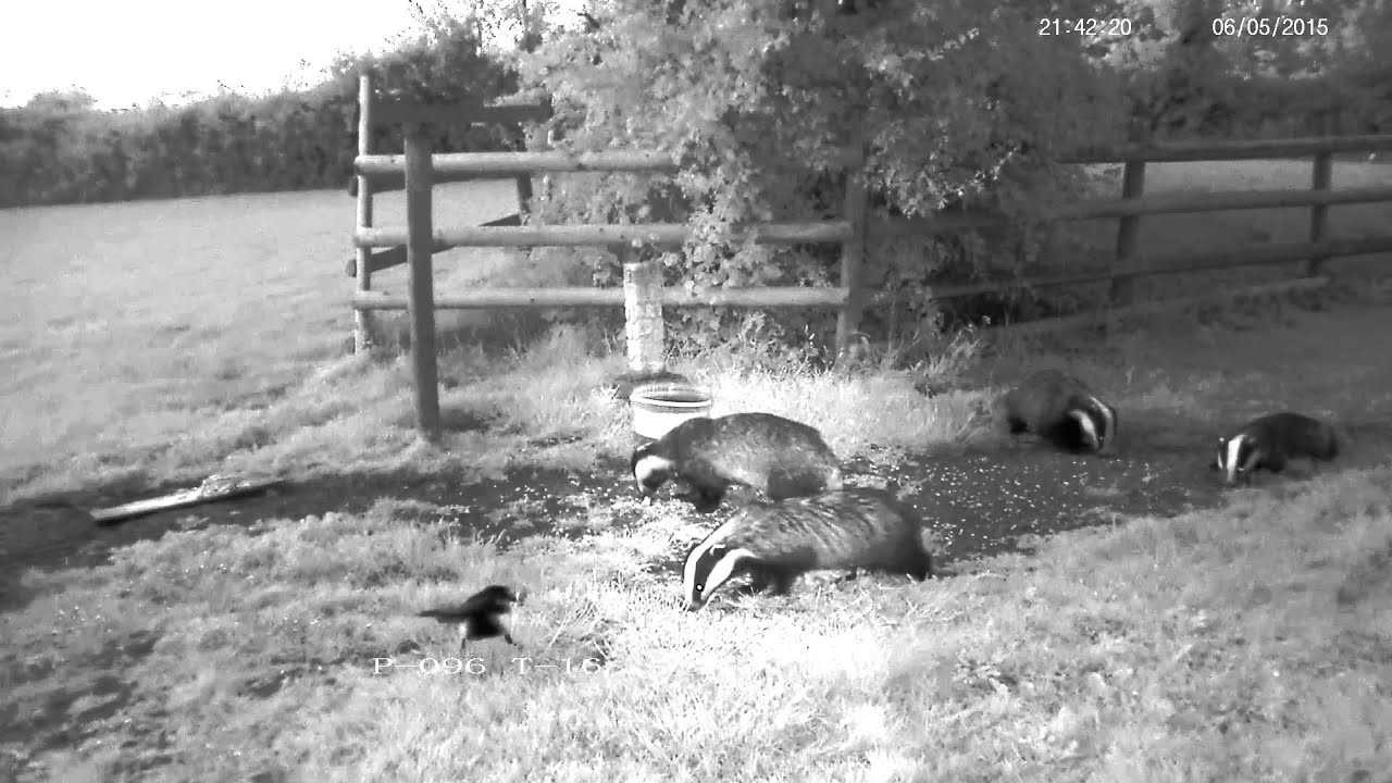 badger animal habitat Magpie not scared of badgers - with sounds !