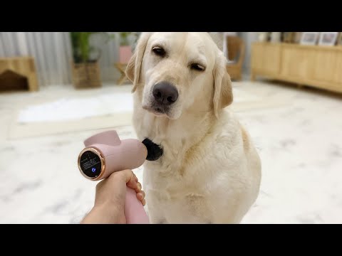 마사지건에 중독 돼버린 강아지 │ A <strong>dog</strong> addicted to massage <strong>gun</strong>