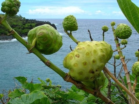 Vídeo: Propriedades De Cura Noni