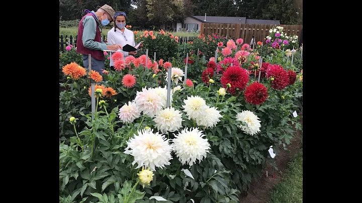 2022 Canby Dahlia Trial Garden....A Virtual Tour