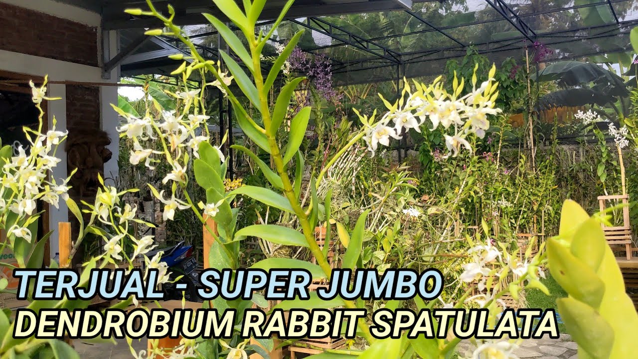 Dendrobium Rabbit Terjualnya Rumpun Super, Dendrobium Rabbit Spatulata - YouTube