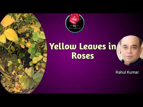 वीडियो: नॉक आउट गुलाब पीला हो गया - मदद, मेरे नॉक आउट गुलाब में पीले पत्ते हैं