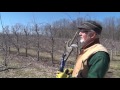 Discovering  pruning apple trees