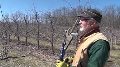 Discovering - Pruning Apple Trees