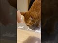 ハム食べたい【毎日ぽーやくん】#shorts