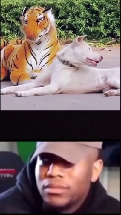 Prank anjing harimau  #shorts