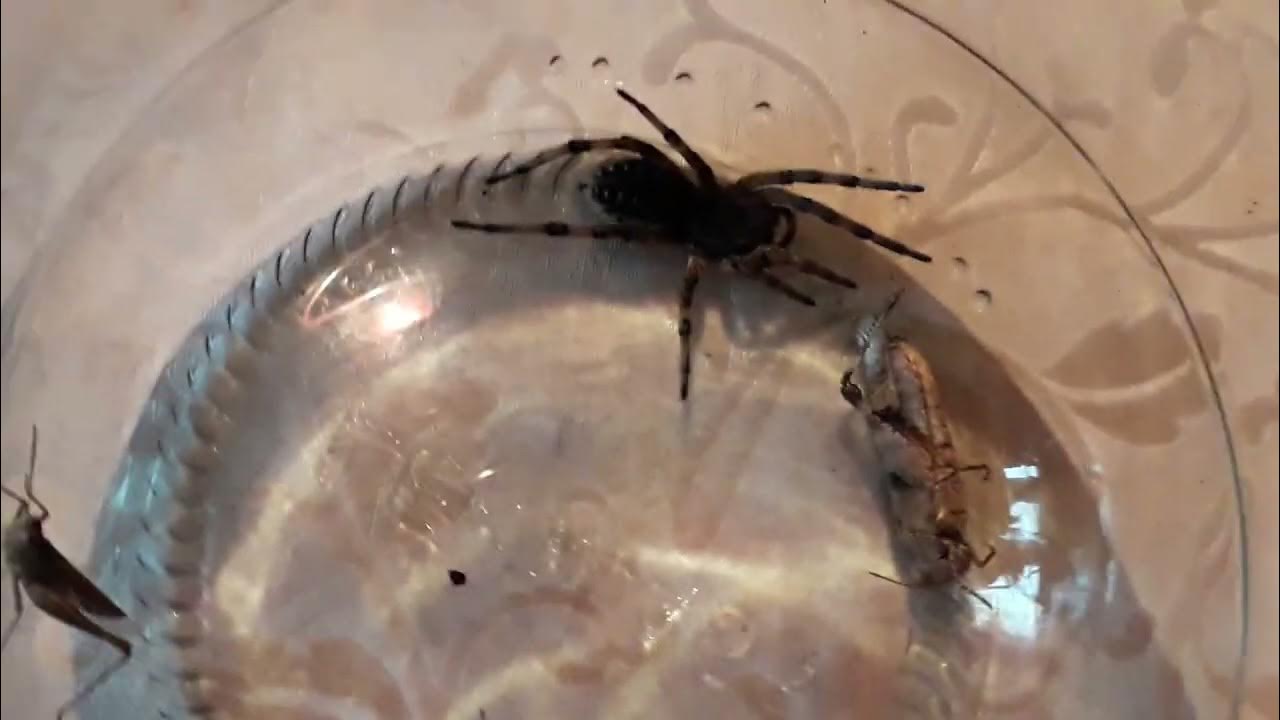 Найцікавіше відео про тарантула. Як живе тарантул. Тарантул в банці ...