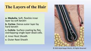 Hair, anatomy and physiology
