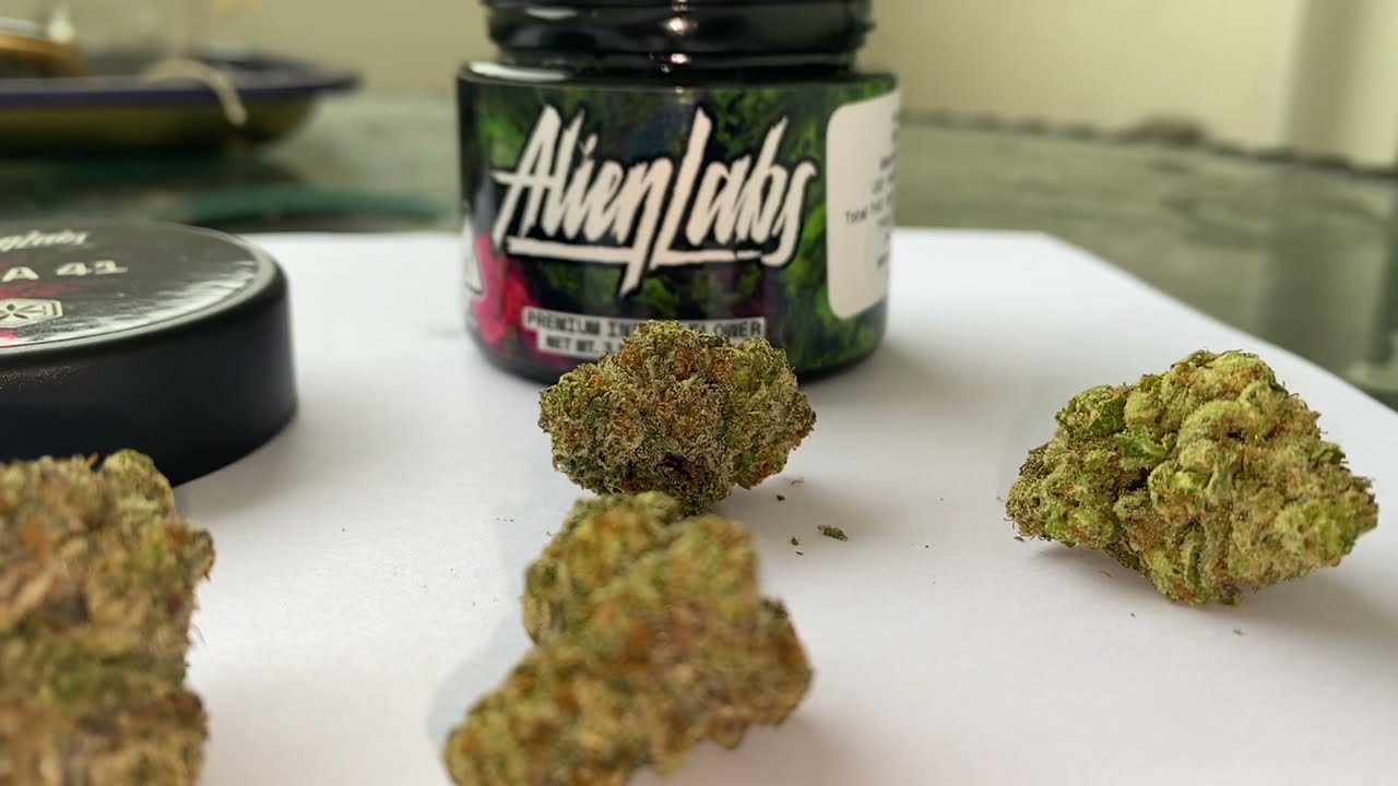 Area 41 By Alien Labs