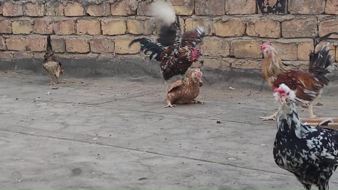 Roosters fight for mating YouTube