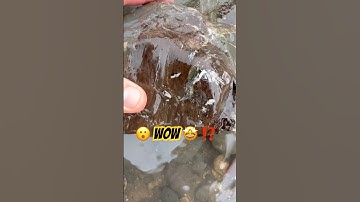 Fossil Hunter’s Surprise-“Wood Turned To Stone.”#beachfinds#petrifiedwood#fossilhunter