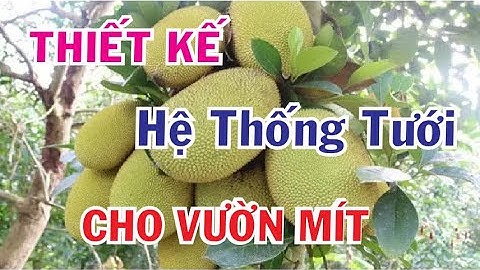 hướng dẫn tự thiết kế hệ thống tưới cho cây mít vườn anh Hoàng Vinh
