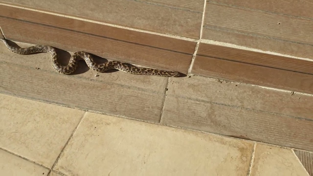 Mahmuzlu Yılan-Eryx Jaculus İzmir Menemen