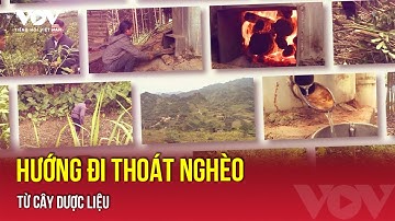 Cây dược liệu phát huy giá trị từ kết nối tri thức | VOV