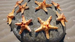 unique facts about starfish