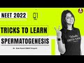 Tricks To Learn 💥💡 | Human Reproduction - Spermatogenesis #Shorts | Vani Ma’am | Vedantu Biotonic