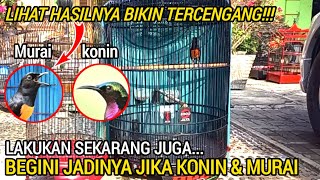 LIHAT HASILNYA!!! Begini jika konin di jadikan masteran untuk burung murai... @Ichon-GACOR