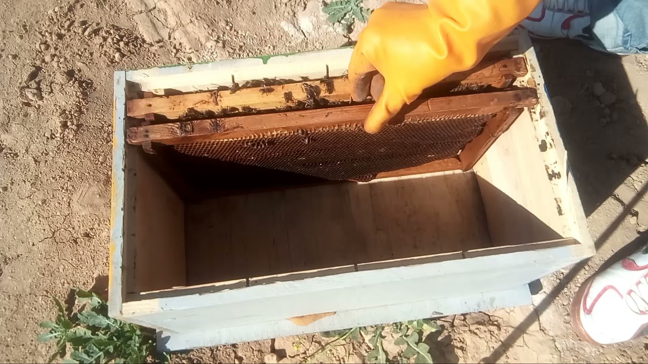 إدخال ملكة ملقحة على خلية يتيمة