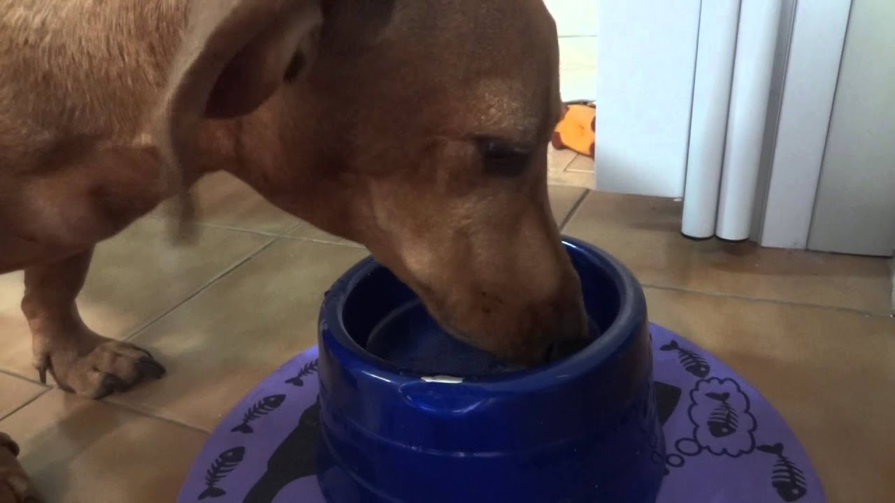 JUNIOR - Tomando água de coco - Será que ele gosta? - Junior o cachorro vegetariano.