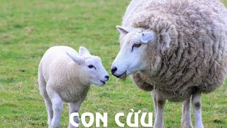 Tiếng Kêu Động Vật | Hình Ảnh Và Tiếng Kêu Của Con Cừu | Sounds And Image  Of The Sheep - Youtube