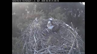 Fischadler Eschenbach Livestream2