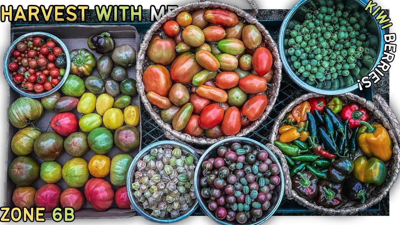 KIWI BERRY HARVEST TIME! | Connecticut Garden #zone6b - YouTube