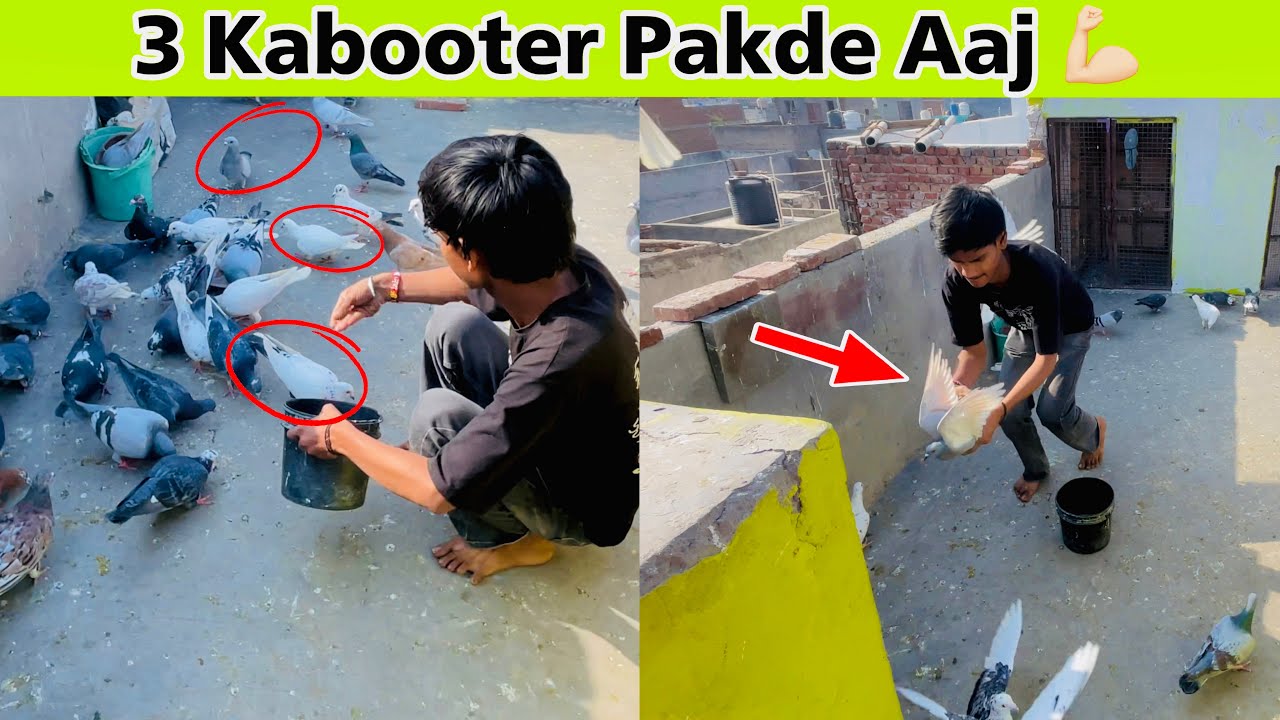 Aaj 3 kabootar Pakad Liye 😱| Maja Aagya ❤️