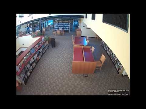 Video California, orso in una biblioteca tra i libri: le immagini dell'incursione