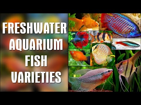tropical fish identifier