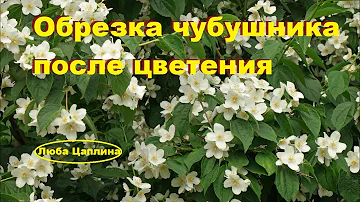 Обрезка чубушника после цветения