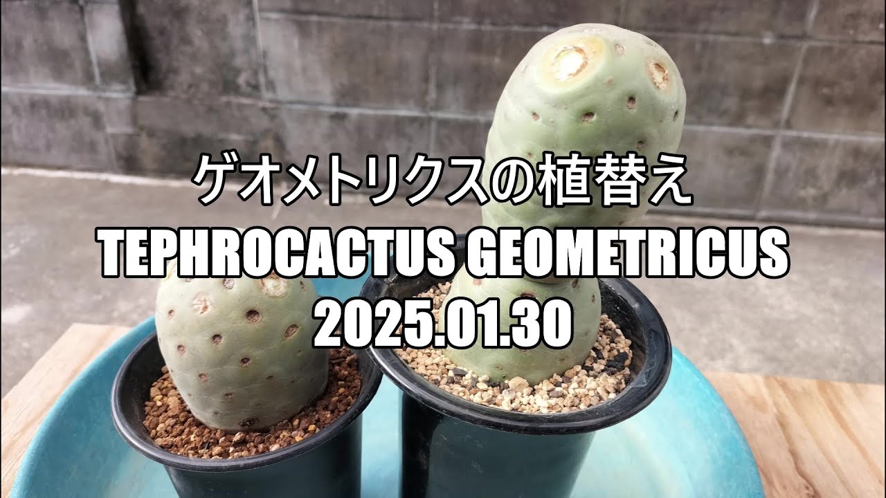 ゲオメトリクスの植替え Tephrocactus geometricus 2025 01 30 - YouTube