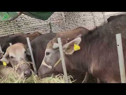 أفضل مشروع انتاج حيواني في مصر والعالم الآن