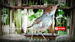Prenjak Manapun Bakal Langsung Nyaut Dan Gacor Denger Suara Burung Prenjak Betina Ini