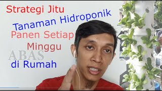 Strategi Jitu Tanaman Hidroponik Panen Setiap Minggu di Rumah screenshot 5