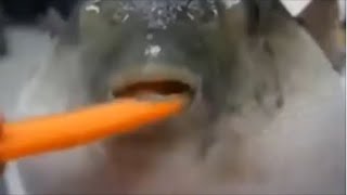 void sounds