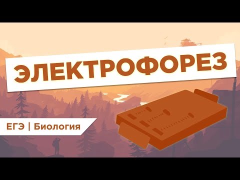 Что такое ЭЛЕКТРОФОРЕЗ l ЕГЭ Биология | Даниил Дарвин | Вебиум